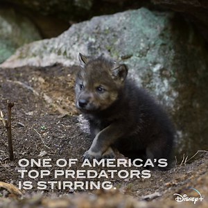 19K views · 636 reactions | These wolf pups are proof that when mom's away, it's time to play  America the Beautiful, an Original series narrated by Michael B Jordan, is streaming July 4 only on Disney+. #AmericaTheBeautifulSeries | National Geographic TV | Facebook