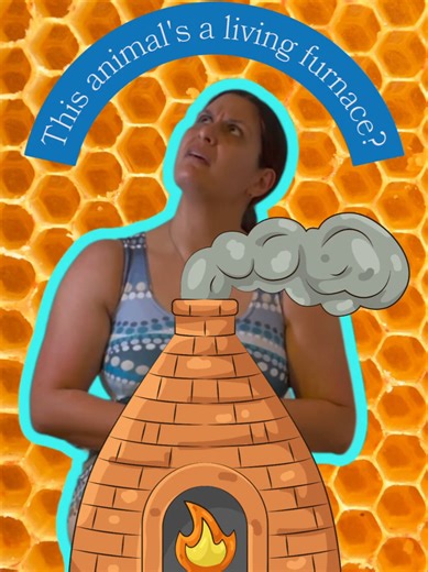 The Bumblebee That Turns Itself Into a Living Furnace How does a cold-blooded insect fly in freezing temperatures that ground almost every other bee? By becoming a living heater. Bumblebees can actively warm their own bodies by shivering their powerful flight muscles — the same muscles they use to fly, but decoupled from wing movement. This generates heat internally, raising their thoracic temperature to around 30–35 °C, even when the surrounding air is close to freezing. Before take-off, a bumb