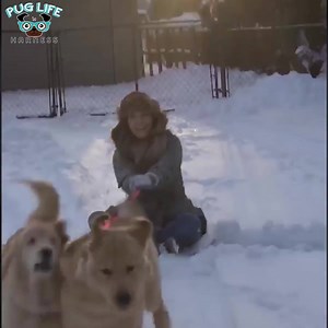 😍Easy On/Off in 2 Seconds 🔥50% Off Today Only 🛒Buy Now⬇️⬇️⬇️ https://puglifeharness.com/products/worlds-best-dog-harness 🎁The Last Dog Harness You'll Ever Have To Buy, Guaranteed! | Joyride Harness