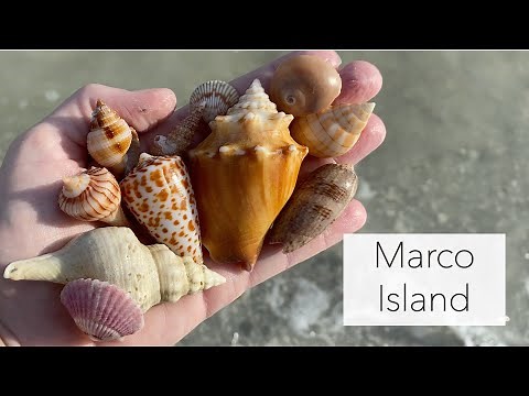 Low tide evening shelling. Virtual beachcombing for beach treasures, shells and critters!