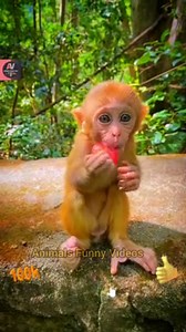 Wow So Beautiful Baby Monkeys Video 2022 - Little Monkeys Eating Time | Animals Funny Videos