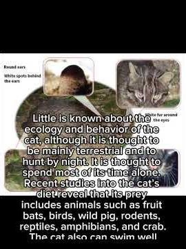 #1 rarest wild cat in the world #survival #subscribe #support #animals #florida #bigcat #japan