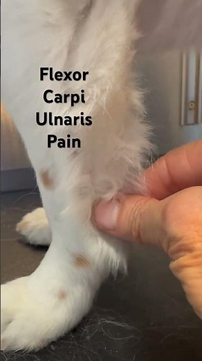 Dog front leg pain due to Flexor Carpi Ulnaris tendon trauma.