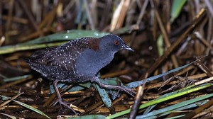 Wildlife commissioners add eastern black rail to endangered and threatened species list
