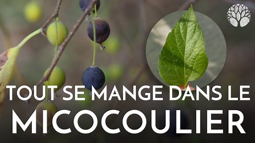 C’est la saison des micocoules ! 🌳😍 Si vous n'en avez pas encore entendu parler, vous serez sûrement ravis d'apprendre que tout se mange sur cet arbre. Feuilles, fruits, graines : vous allez vous régaler ! Pour aller plus loin, découvrez la Formation du Cueilleur, une formation en ligne complète, ludique, rigoureuse et accessible à vie pour devenir autonome dans la cueillette de plantes sauvages, la cuisine et l’herboristerie ! http://bit.ly/Formation-du-cueilleur | Le Chemin de la Nature