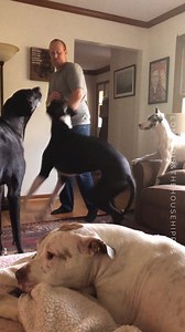 345K views · 6.9K reactions | For the longest time, Sally was the only one I could count on to actually protect our house. At least I now know that Lotto is about that life and would not be afraid to confront an intruder. ‍♂️藍 EDIT: This is merely play. For those of you that think it's serious...臘‍♀️ | Dogs and Other Unsolicited Advice - L O N G bois and the House Hippos | Facebook