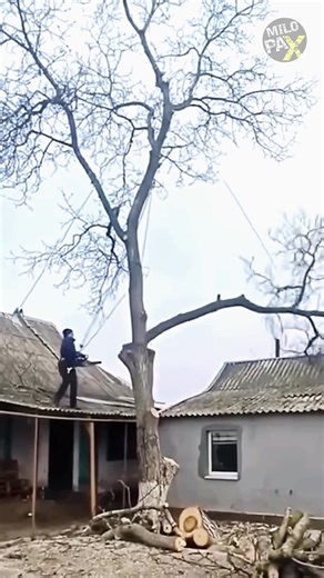 80K views · 359 reactions | What Happens When You Cut Too Much Tree...