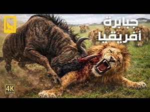أشرس مفترسات أفريقيا | معارك دموية لا تنتهي بين أشرس مفترسات القارة | وثائقي عن الحيوانات
