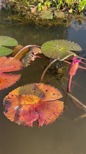 How To Fishing And Catching Beeta Fish