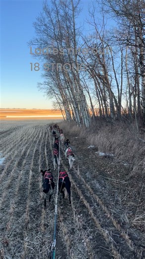 4.7K views · 109 reactions | Campbell’s Racing Sled Dogs on Reels | Facebook