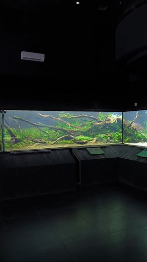 Update after more than a week... Happy scaping guys 🤙🏻 #aquarium #aquascape #aquascapeindonesia #aquascapedesign #aquaplants #aquascaper #aquarist #aquadesignamano #aquariumlayout #aquadecoraustralia #aquascaping #aquascapepemulaindonesia | Dino Aquair