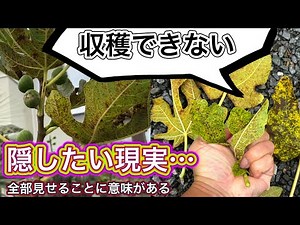 【助けてイチジク沼】超大量栽培の感染状態全て公開！さび病は○を防ぐことが大事！葉の茶色い点には気をつけて。