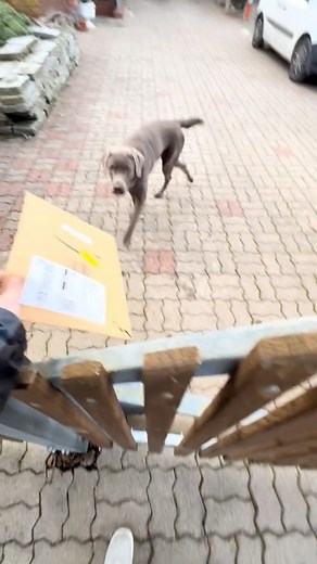 #colis #chien #livreur #Amazon | Tiktok Le Napolitain