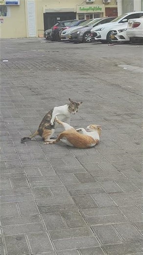 cute CAT 😍😺#india #indonesia #bangladesh #oman #pakistan #cat #cute #delhi #brazil #saudiarabia