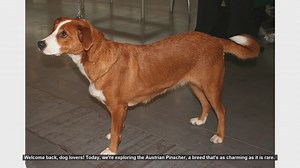 Top 10 Fascinating Facts About the Austrian Pinscher