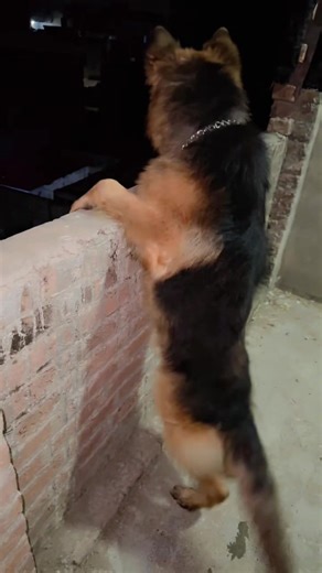 German Shepherd Care Tips for New Owners