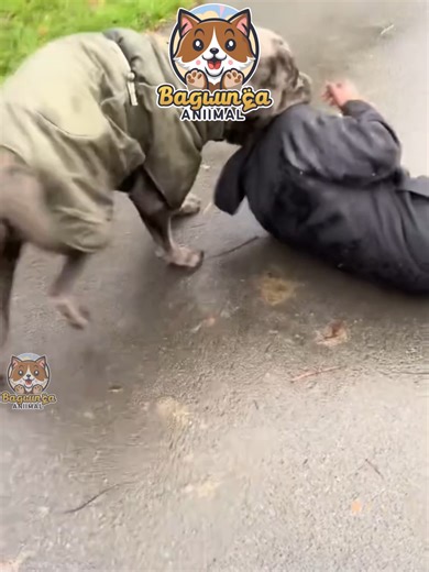 Cachorros Engraçados em Momentos Hilários