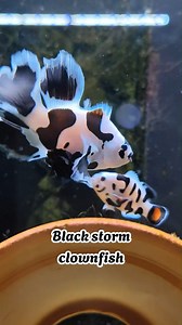 437K views · 13K reactions | A "Black Storm Clownfish" is a designer...