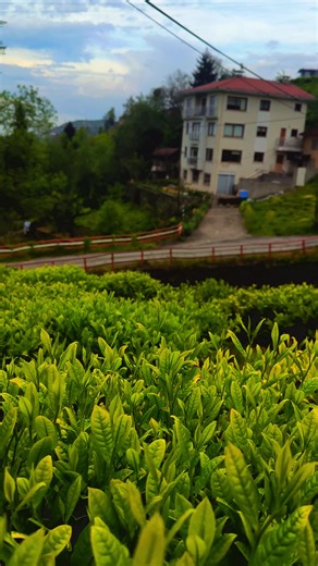 Karadeniz Şarkıları ve Rize Türküleri
