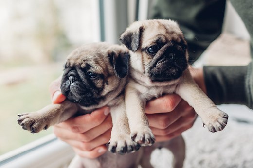 30 Adorable Pug Pictures That’ll Make You Want to Adopt One