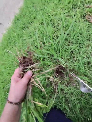 The best way to remove weeds