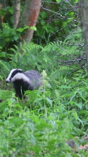 The European Badger - Wildlife Documentary #wildlife #animals #nature