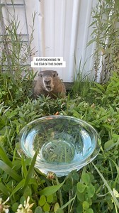 5.4K views · 132 reactions | Dig Doug snacks down this evening and lets it be known that he is the king of this land and he better get as many snacks (and cool designs) as Scarhead gets. I’m on a mission over here crafting my skills, will be more active on here with these projects soon. For now you have the hogs to entertain. A good evening to all. MUSKA- | Chad Muska | Facebook