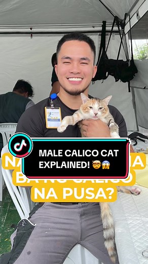 MALE CALICO CAT EXPLAINED! 🤯😱