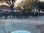 The great escape! Dozens of cows escape slaughterhouse and stampede through street