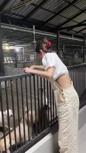 “อั้ม พัชราภา” เดินทางไปที่บ้านสวนฉะเชิงเทรา เยี่ยมน้องหมาจรที่อุปการะไว้กว่า 130 ตัว พร้อมซ่อมแซมบ้านให้กับน้องๆ 🐶 #อั้มพัชราภา #aum_patchrapa #dogs