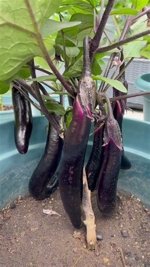 🍆 Tanam Terong di Rumah, Baru 1 Pohon Tapi Panennya Bikin Kaget!#berkebundirumahaja #berkebun