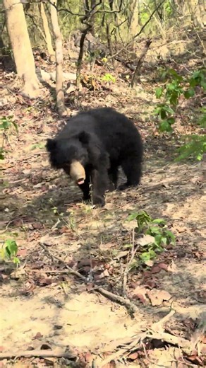 Jim Corbett National Park jungle safari Book now safari ‼️‼️‼️‼️‼️‼️. Contact us::-8755302095