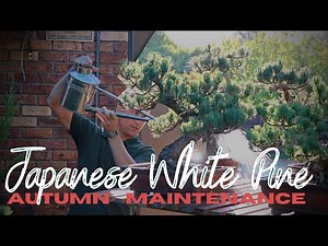 Autumn maintenance of Japanese White Pine