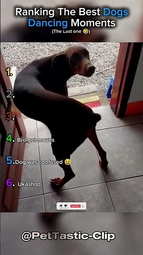 Ranking The Best Dogs Dancing Moments!!