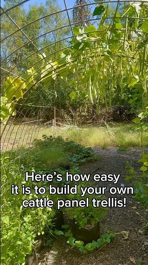 How to Build a Cattle Panel Trellis (It’s Easier Than You Think!)