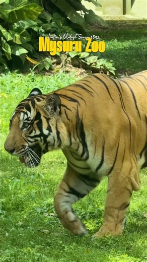 Mysore Zoo | India’s Oldest Zoo