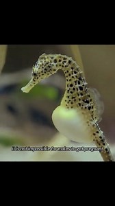 Male seahorse and female seahorse #seahorse #ocean #animals #documentary | Documentary_Nature