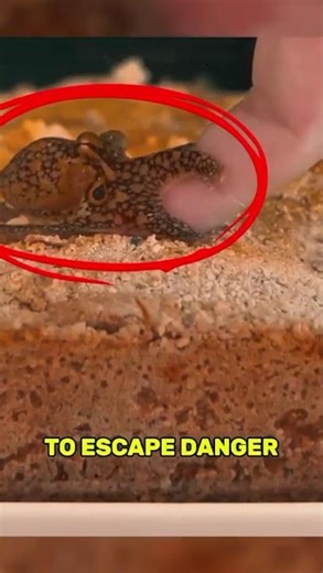 Tiny Octopus Secret: It Can EXPLODE Its Own Arm?! | REGENERATION FACTS