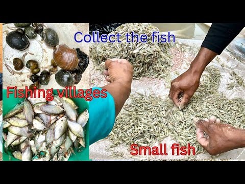 Sorting Tiny Fish and shrimp Is Harder Than You Think!