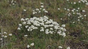 Forget-me-not flowers in the mountains of Kyrgyzstan