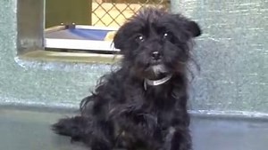 4.2K views · 629 reactions | ADOPTED - moved to SAFE Album on 10/26...