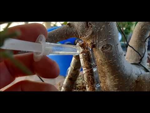 A Method the Generate Aerial Roots on a Ficus Bonsai