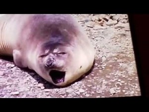 AFV Name That Sound on Disney Plus (Part 22) 🔈