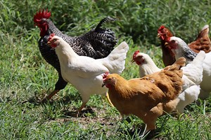 Pros and Cons of Heritage Chicken Breeds — J&R Pierce Family Farm