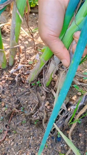 Harvesting Fresh Green Onions from the Garden! 🧅 #shorts