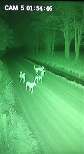 Green Night Vision CCTV — Dogs React to a Silent Figure #ihavethisthingwithplant #cctvsystem #horror