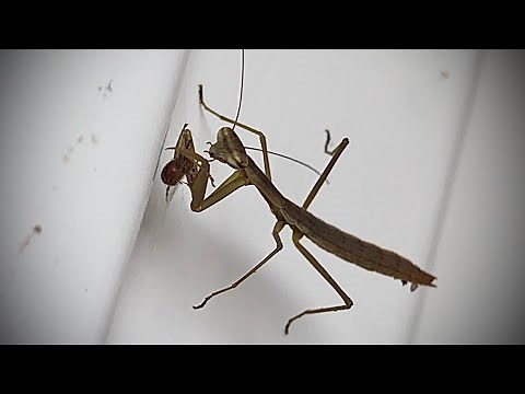 Praying Mantis Eats Spider In Its Own Web