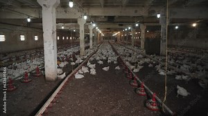 Large farm with many chickens. Modern poultry farm for broiler production.