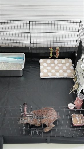 Restock Sale: Bunny Rabbit Playpen and Cage Deals