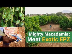 Mighty Macadamia Brings Business to Kenya's Farmers: Meet Exotic EPZ